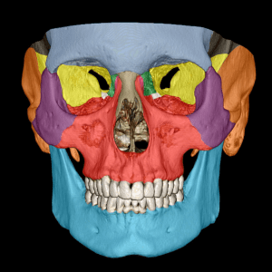 Brain Anatomy Modules CaseStacks