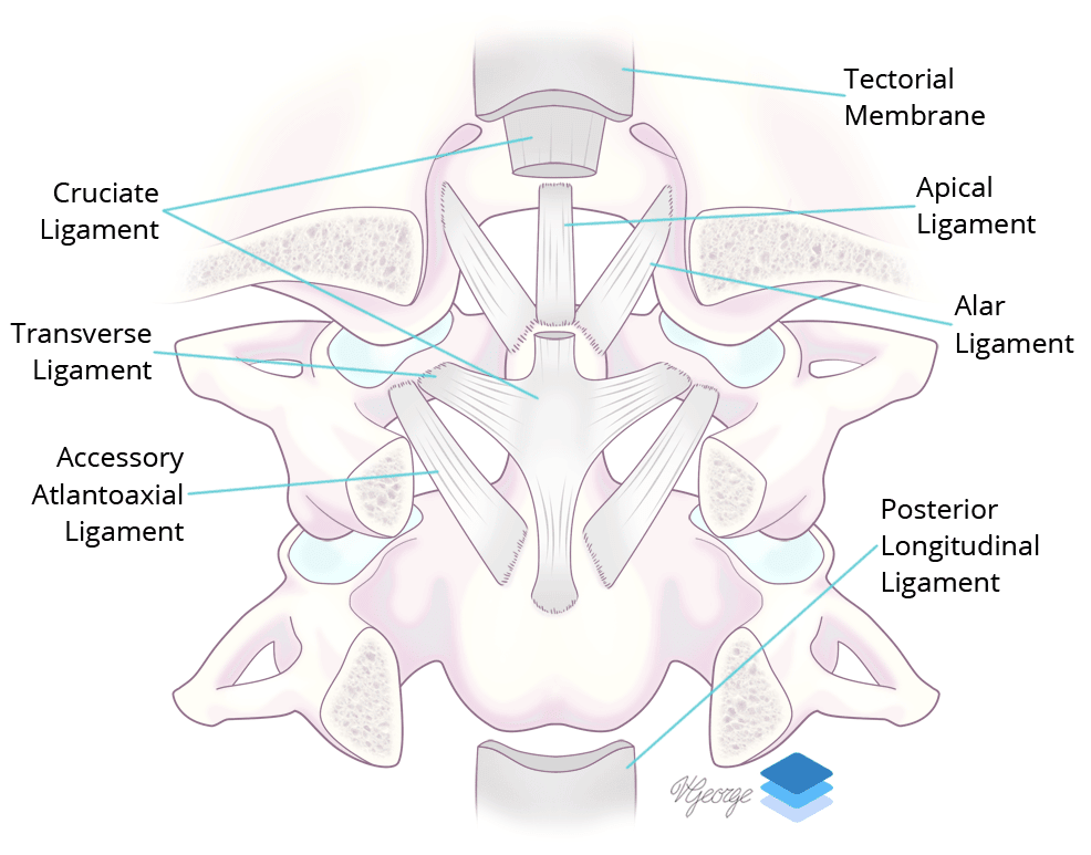 Coronal view of the major ligaments at the craniocervical junction.