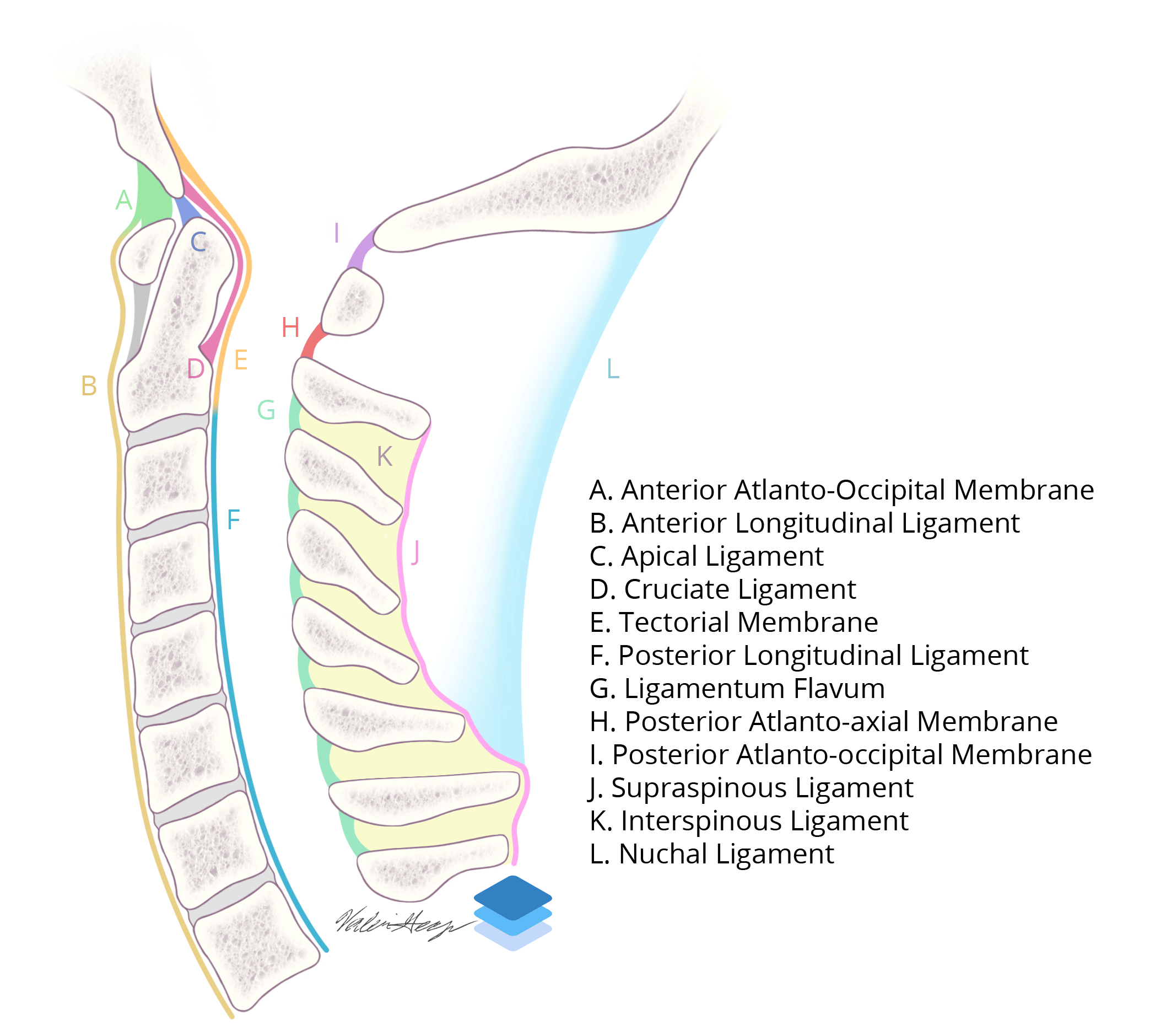 Sagittal Cervical Spine Ligaments