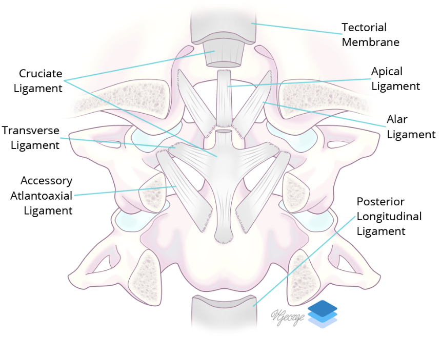Coronal view of the major ligaments at the craniocervical junction.
