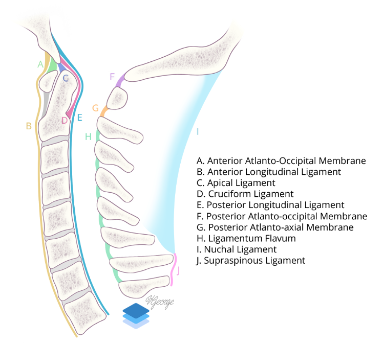 Sagittal view of the major cervical spine ligaments.