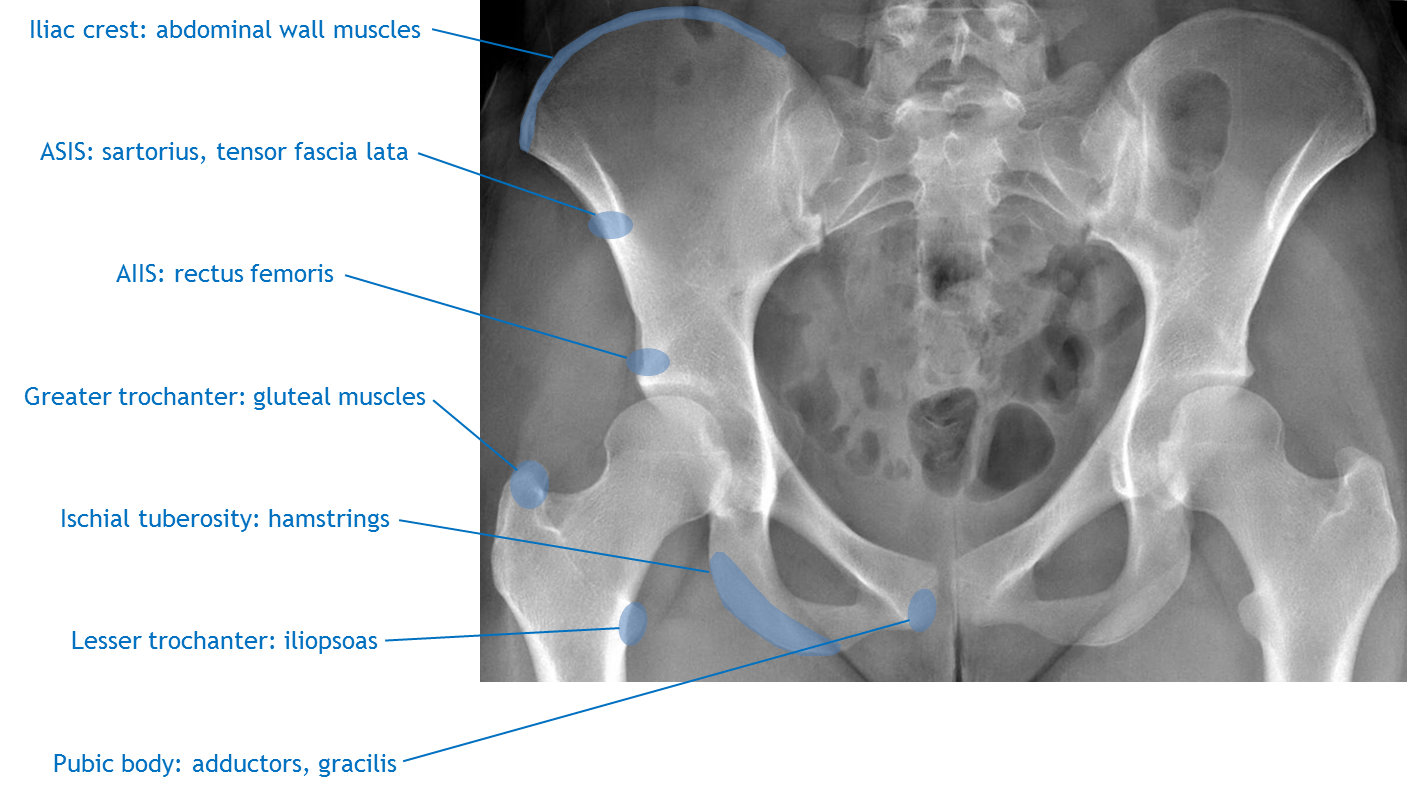 Pelvic Muscle Attachments