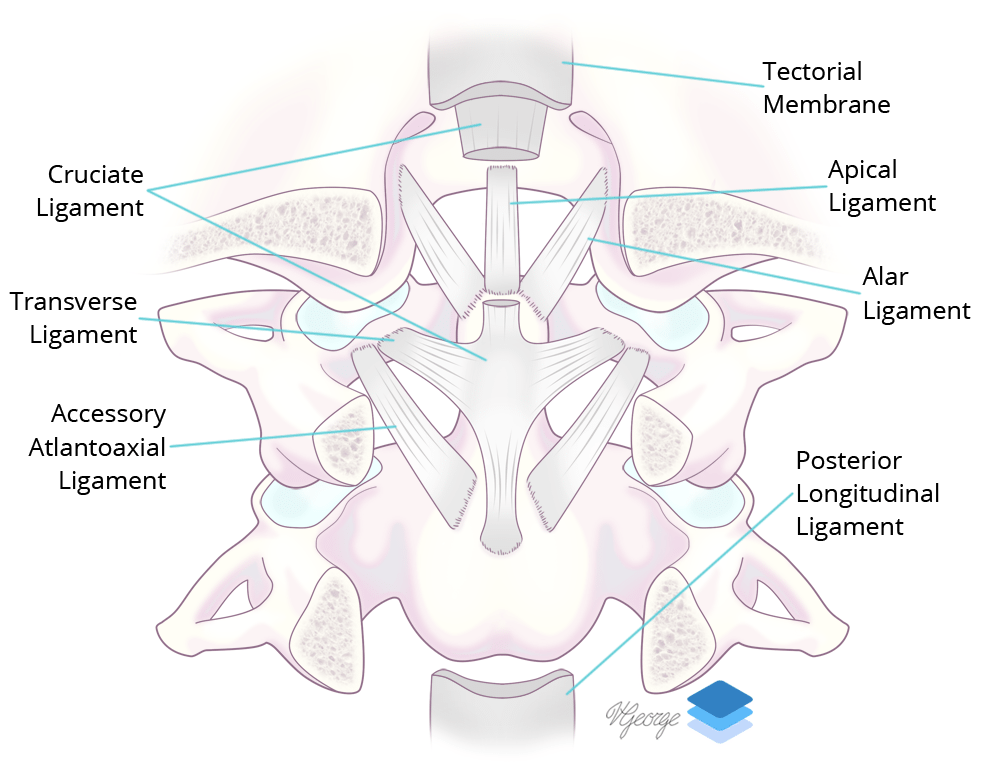 Coronal Ligaments