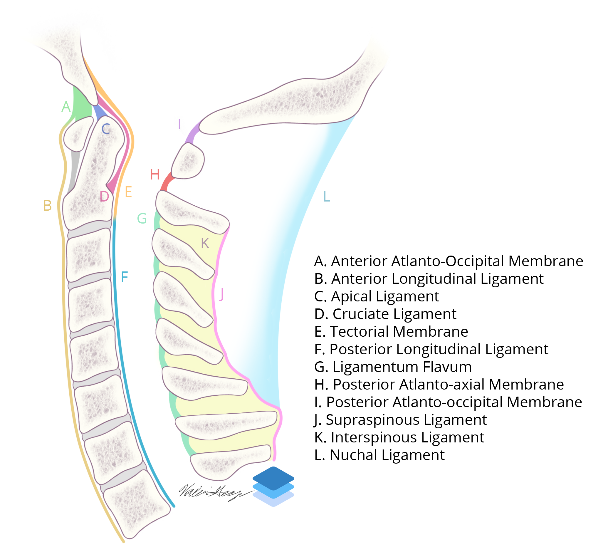 Sagittal Cervical Spine Ligaments