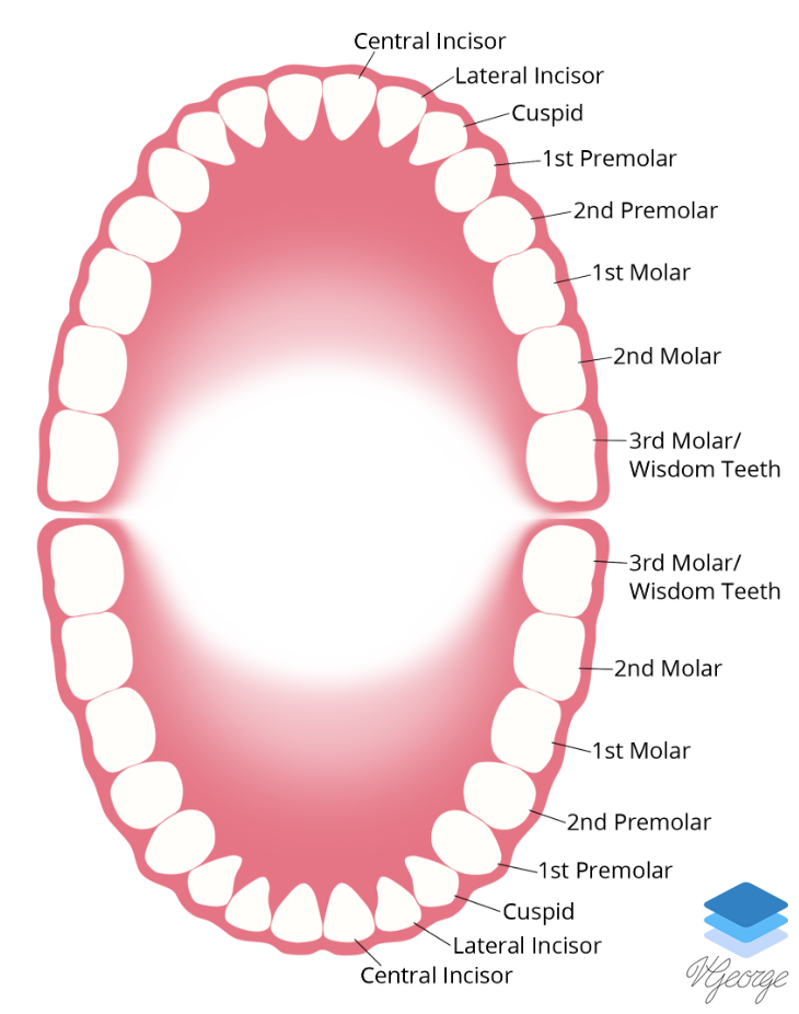 Teeth Naming Convention