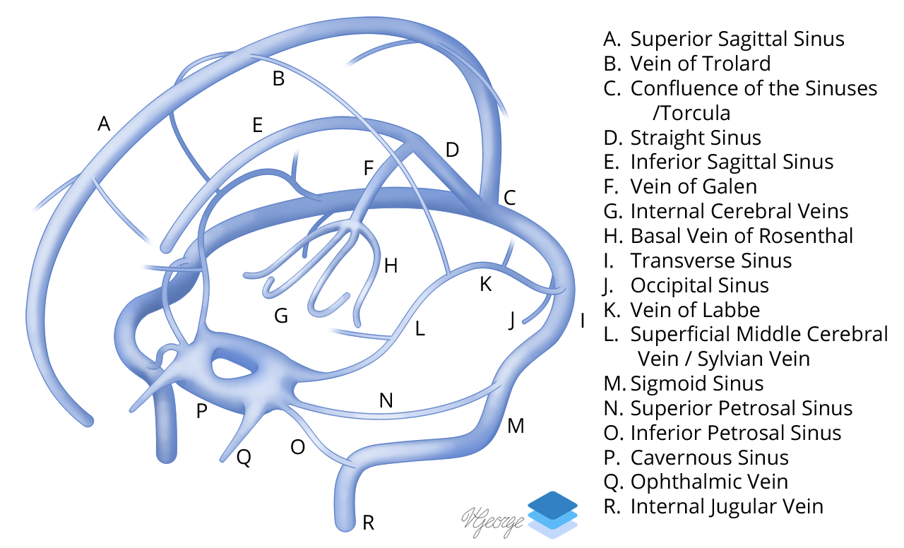 Venous Sinuses