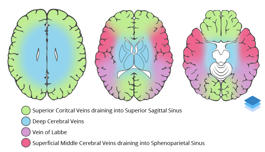 Venous Vascular Territories