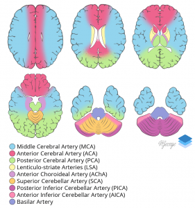 Cross-sectional arterial territories of the brain.